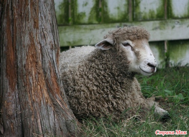 6  интересных фактов об овцах.