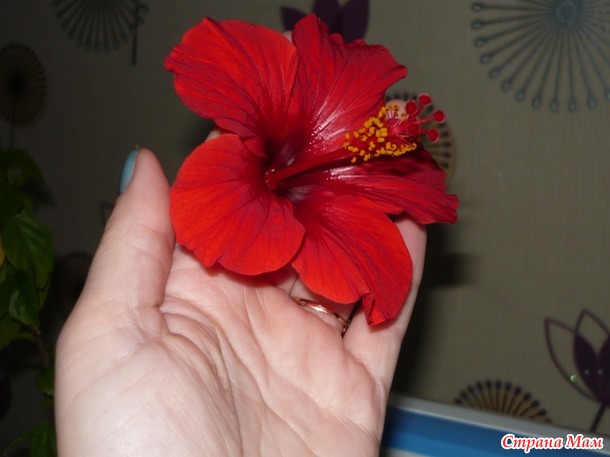 Комнатные цветы