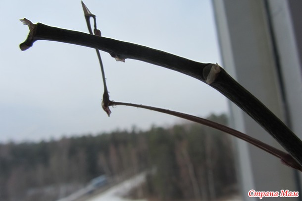 Болеем?