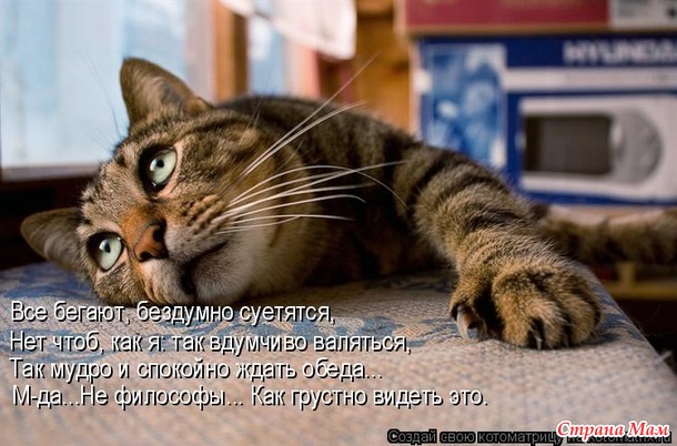 Немного позитива. О коштах с шуткой.