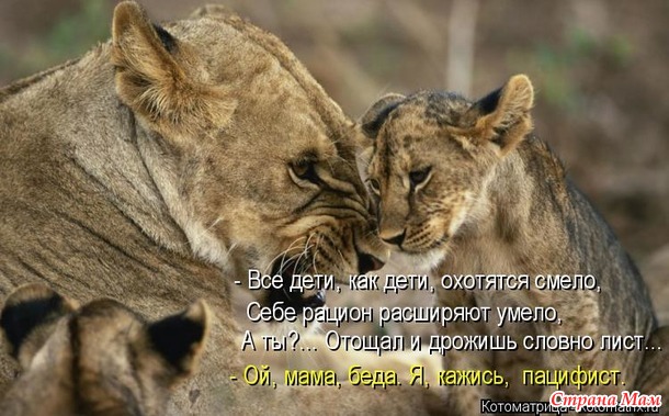 Немного позитива. О коштах с шуткой.
