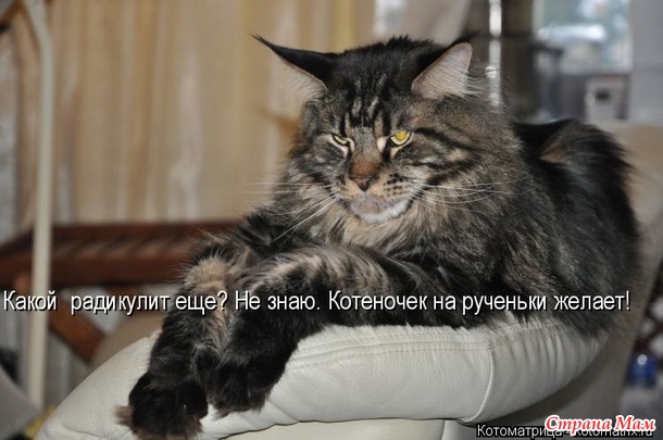 Немного позитива. О коштах с шуткой.