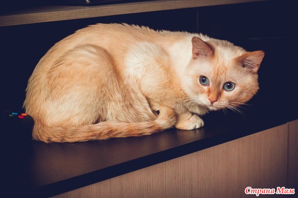 Моя любовь! Моё сокровище! Другого такого не найти)