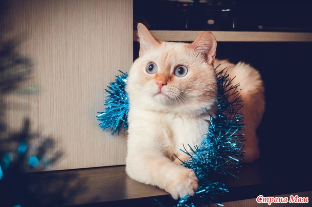 Моя любовь! Моё сокровище! Другого такого не найти)