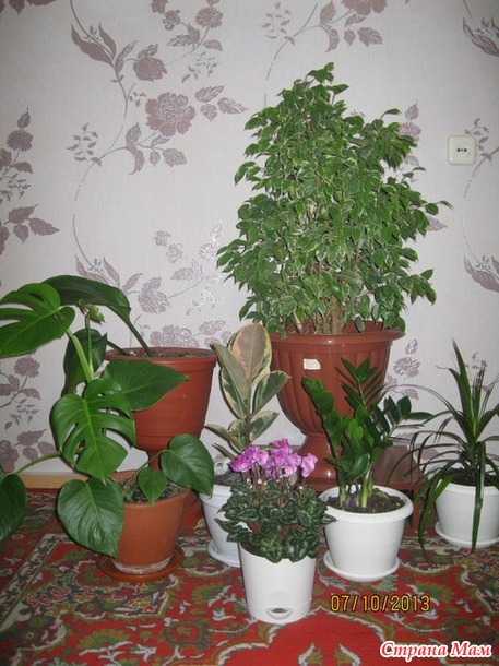 Мои цветульки...