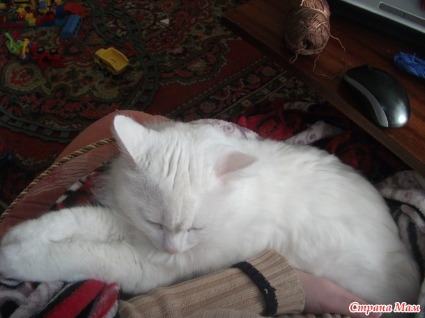 Про кота и вязание