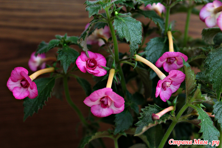 Фото ахименес peach blossom