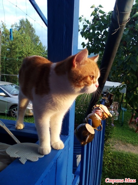 Абрикентий на даче... или кот в шоке.)))