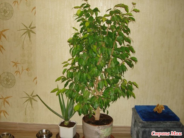 И мой эхинопсис зацвел! И фикус Бенджамина на закуску
