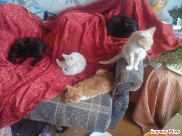 Небольшой кото-отчет
