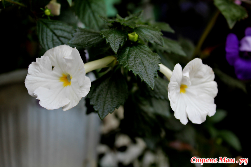 White glory. Ахименес Уайт. Ахименес Вайт Глори. Ахименес Glory. Ахименесы White Glory.