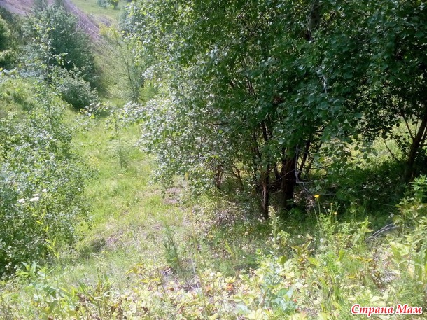Земляничная страна
