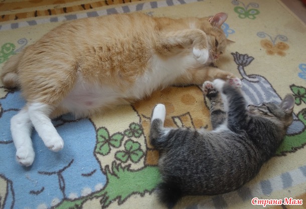 Что такое милота? Это дом, где два кота
