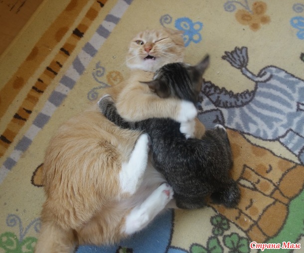 Что такое милота? Это дом, где два кота