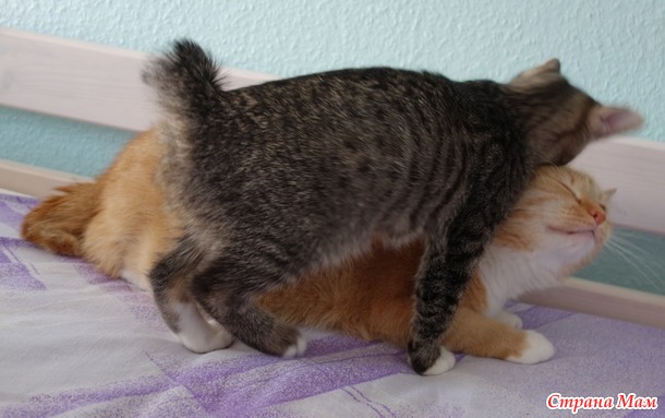 Что такое милота? Это дом, где два кота