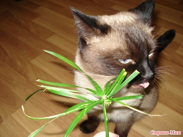 Кото-пост с поздравлениями :)