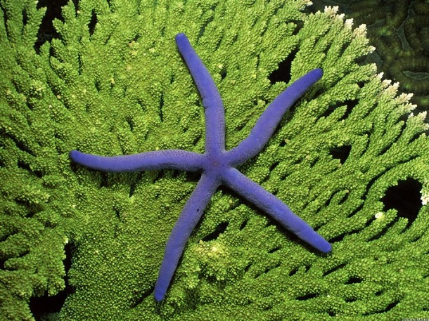    2.    LINCKIA LAEVIGATA, Blue Star