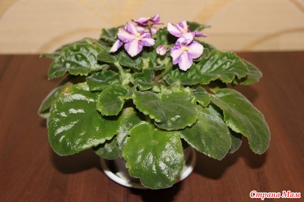 Мои красотульки