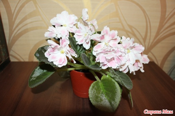 Мои красотульки