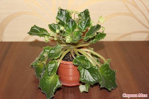 Мои красотульки