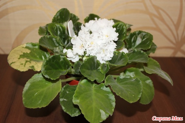 Мои красотульки