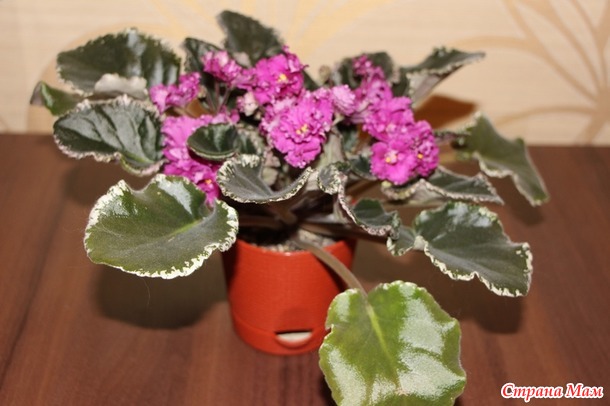 Мои красотульки