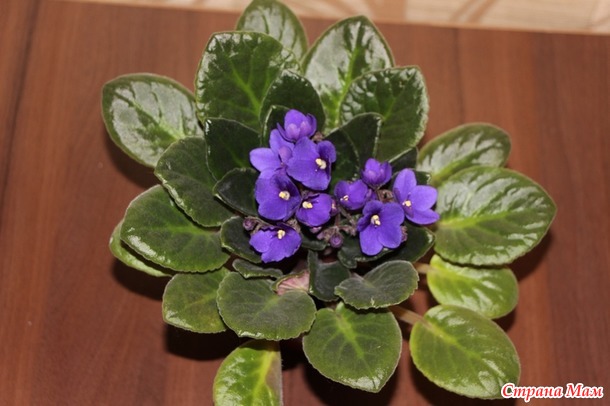 Мои красотульки