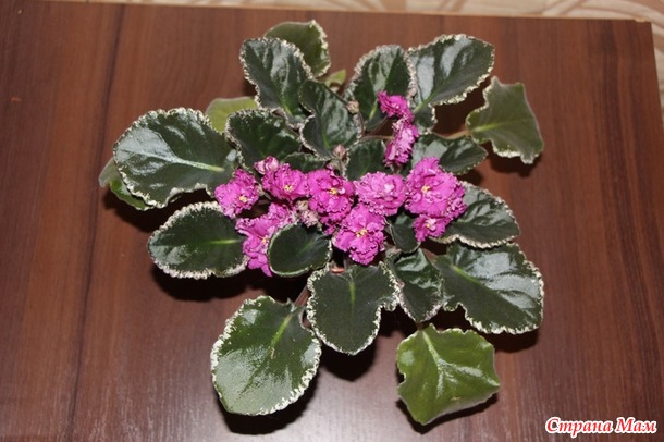 Мои красотульки