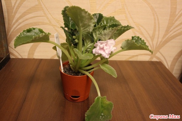 Мои красотульки