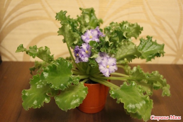 Мои красотульки