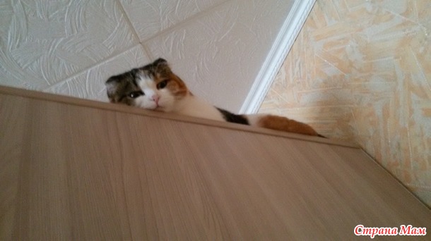 Знакомьтесь, Джек