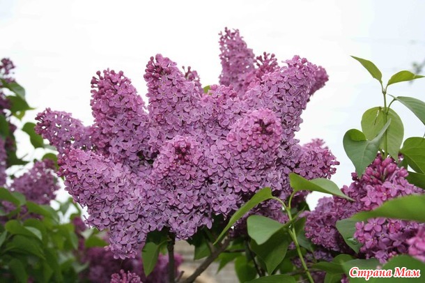 Цветёт сирень.