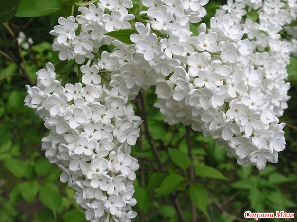 Цветёт сирень.