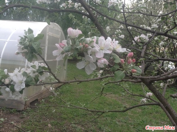 И похвалюсь, и пожалуюсь, и много фоток покажу!)) плюс вопрос садоводам!