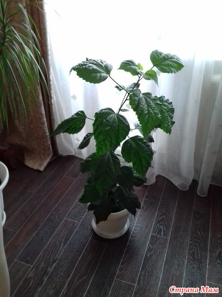 Мои Комнатные Растения