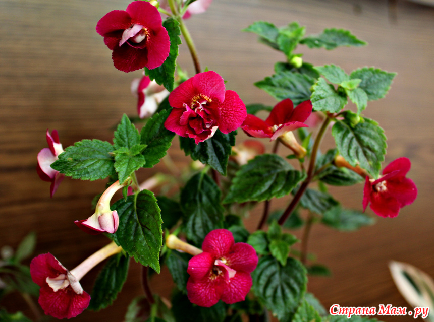 Фото ахименес peach blossom