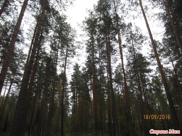 Беларусь(мечты сбываются)