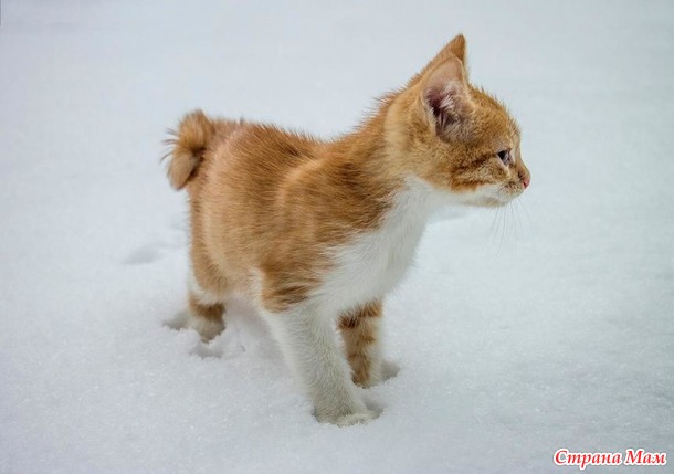 Вторая фотосессия котёнка с квадратным хвостом