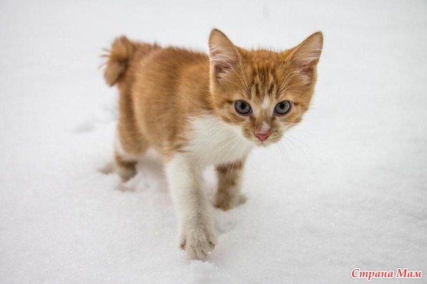 Вторая фотосессия котёнка с квадратным хвостом