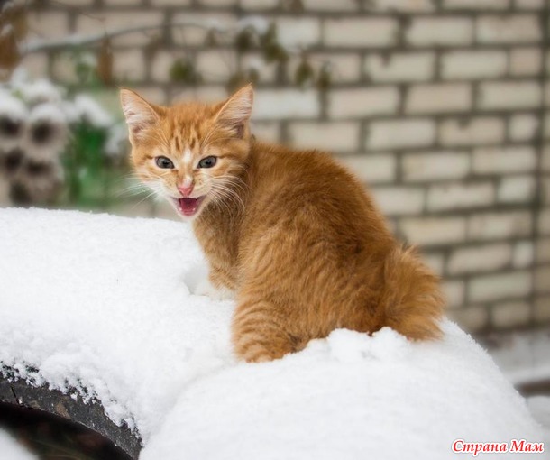 Вторая фотосессия котёнка с квадратным хвостом