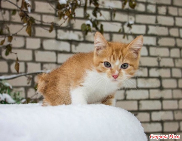Вторая фотосессия котёнка с квадратным хвостом