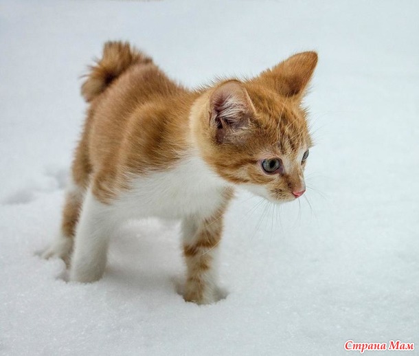 Вторая фотосессия котёнка с квадратным хвостом