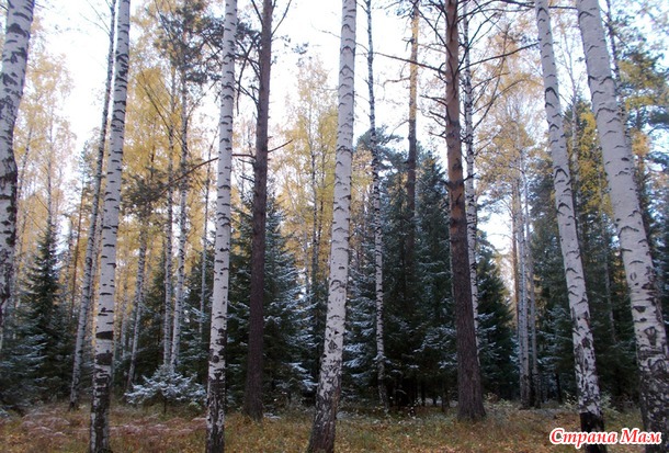 Немного осенних картинок.