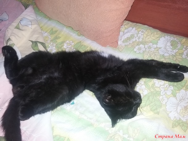 Про шевелюшки, больничный и кота...
