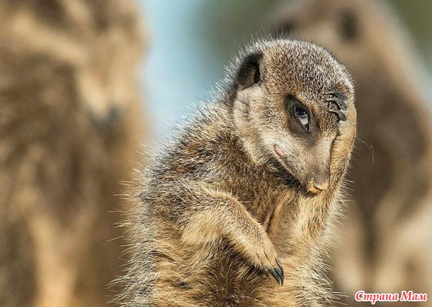        The Comedy Wildlife Photography Awards