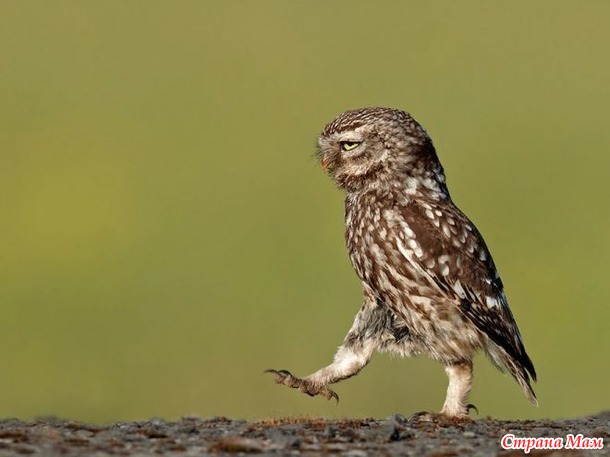        The Comedy Wildlife Photography Awards