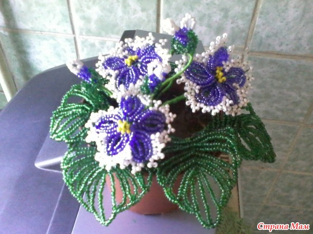 махровая фиалка