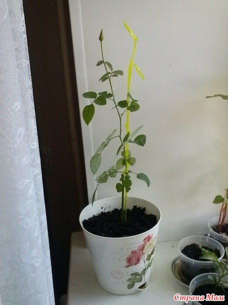Моя домашняя кустарная РОЗА