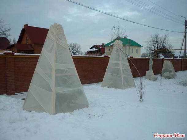 как утеплить яблоню на зиму