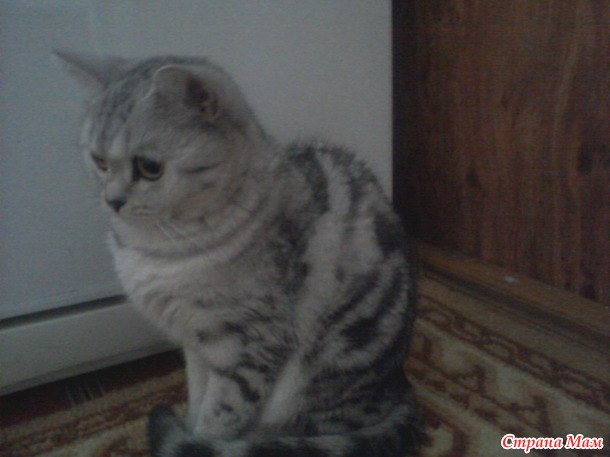 Кошка упала с 10 этажа